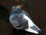 Pigeon