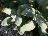 Lambs Ear Stachys
