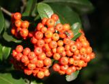 Pyracantha Berries