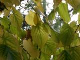 Elm Foliage