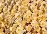 Chrysanthemums