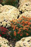 Chrysanthemums