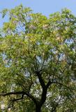 Black Locust Foliage