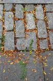 Sidewalk Foliage