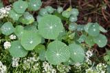 Tropaeolum & Alyssum