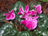 Cyclamen