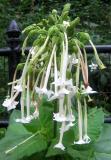 Nicotiana