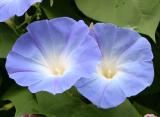 Heavenly Blue Morning Glories