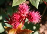 Castor Bean Flower