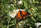 Monarch on a Buddleja Blossom