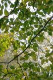 Dogwood Foliage