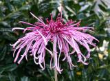 Chrysanthemum