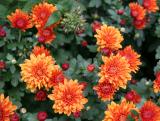 Chrysanthemums