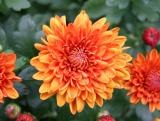 Chrysanthemums