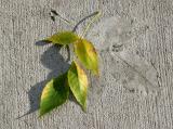 Elm Leaf Impressions