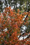 Ornamental Fruit Tree Foliage