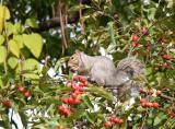 Squirrel Snacking on Crab Apples