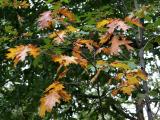 Oak Tree Foliage