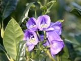 Monkshood