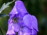 Monkshood