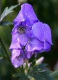 Monkshood