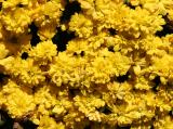 Chrysanthemums