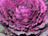 Ornamental Cabbage