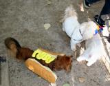 Halloween Party at the Small Dog Run