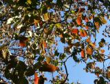 Dogwood Foliage