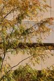 Locust Tree Foliage & NYU Student Center Building Wall