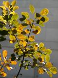 Smoke Tree Foliage