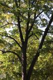 Elm Tree