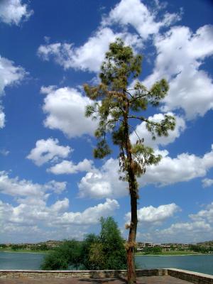 Lone Tree and Clouds