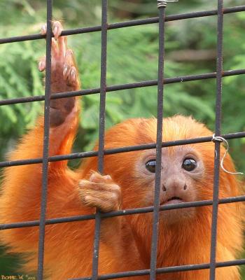 Golden Lion Tamarin