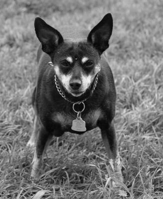 Dimitrius (Dimi) ~ Miniature Pinscher ~