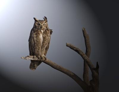 Great Horned Owl