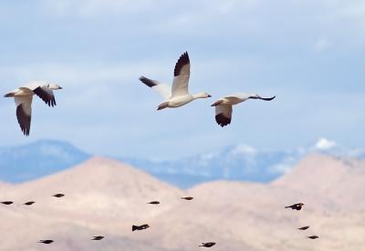 Snow Geese and Blackbirds