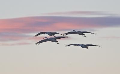 sandhill cranes at Sunset II