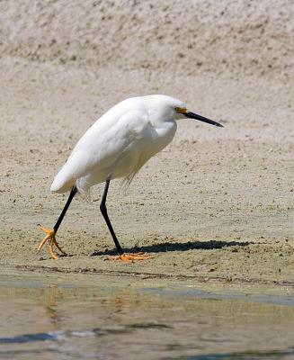 v3/26/481826/3/48442268._MG_2870snowyegretW.jpg