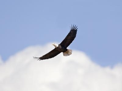 Bald Eagle Soaring In Arizona