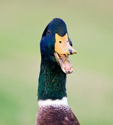 v3/26/481826/3/51503765._MG_2875mallardfaceW.jpg