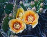 One Cactus Blooms in The Sparse Vegitation of No. Arizona
