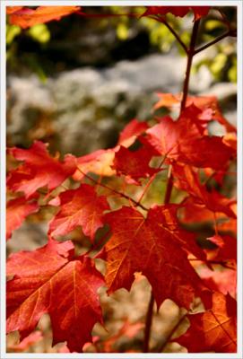 Red Leaves