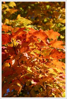 Fall