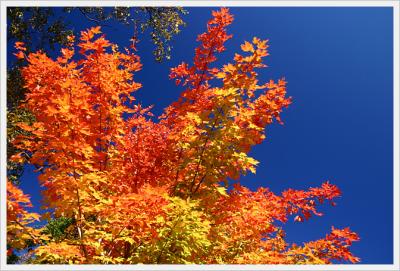 Fall