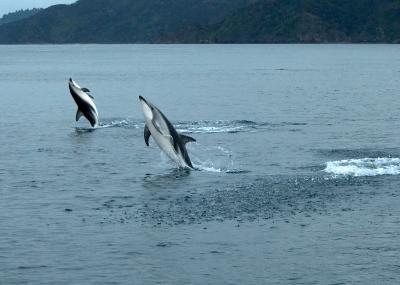 Dusky dolphins 1