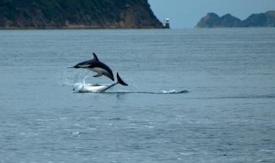 Dusky dolphins 3