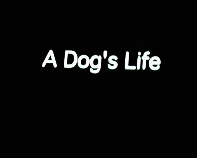 A Dog's Life - A Dogamentary by Gayle Kirschenbaum