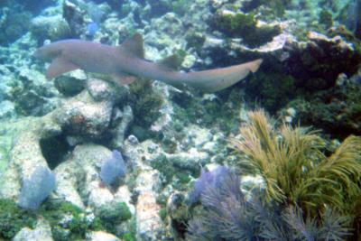Nurse Shark