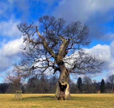 Old_Oak_Tree.jpg